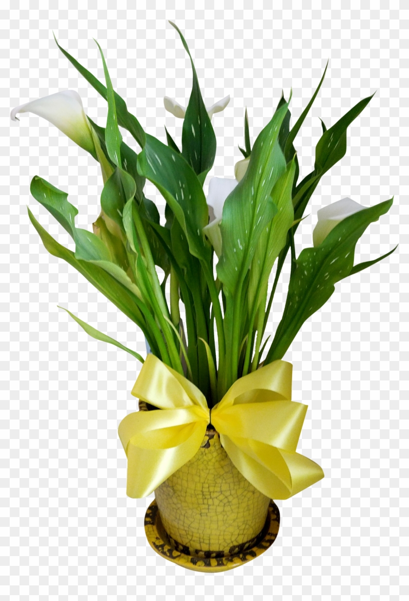 Calla Lily Plant - Calla Lily #862560