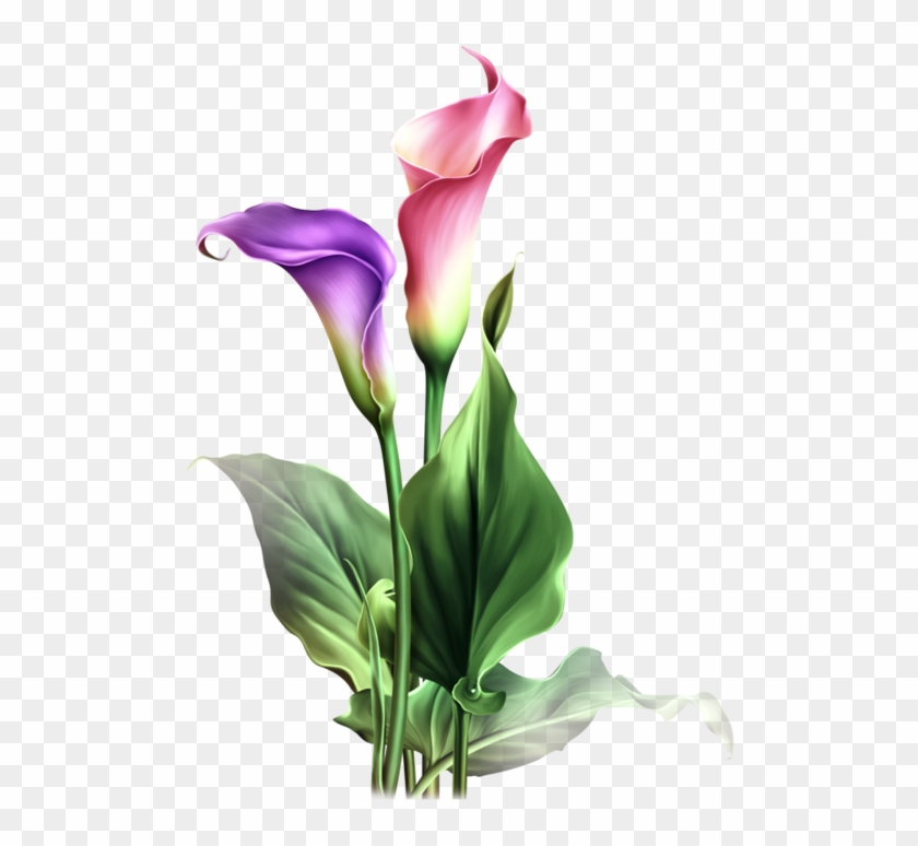Find This Pin And More On Dibujos Flores By Adenuez - Calla Lily Clipart Lily Flower #862575