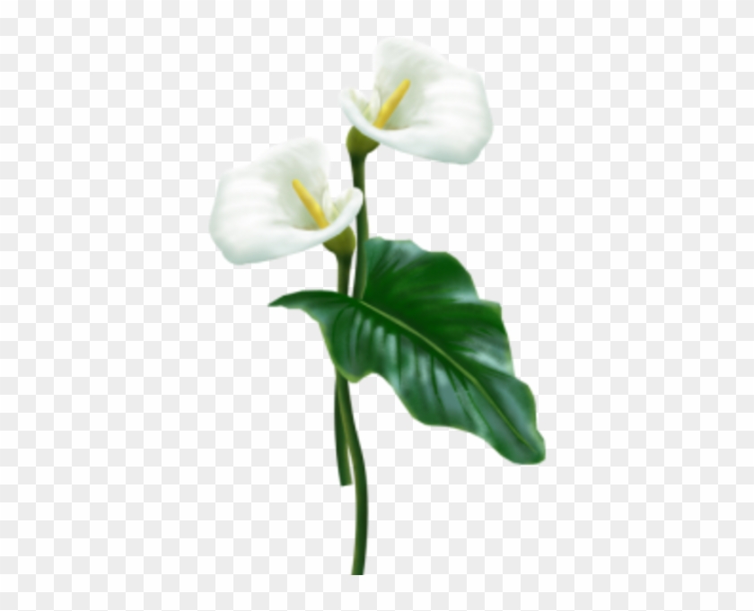 Flower - White Calla Lily Png #862587