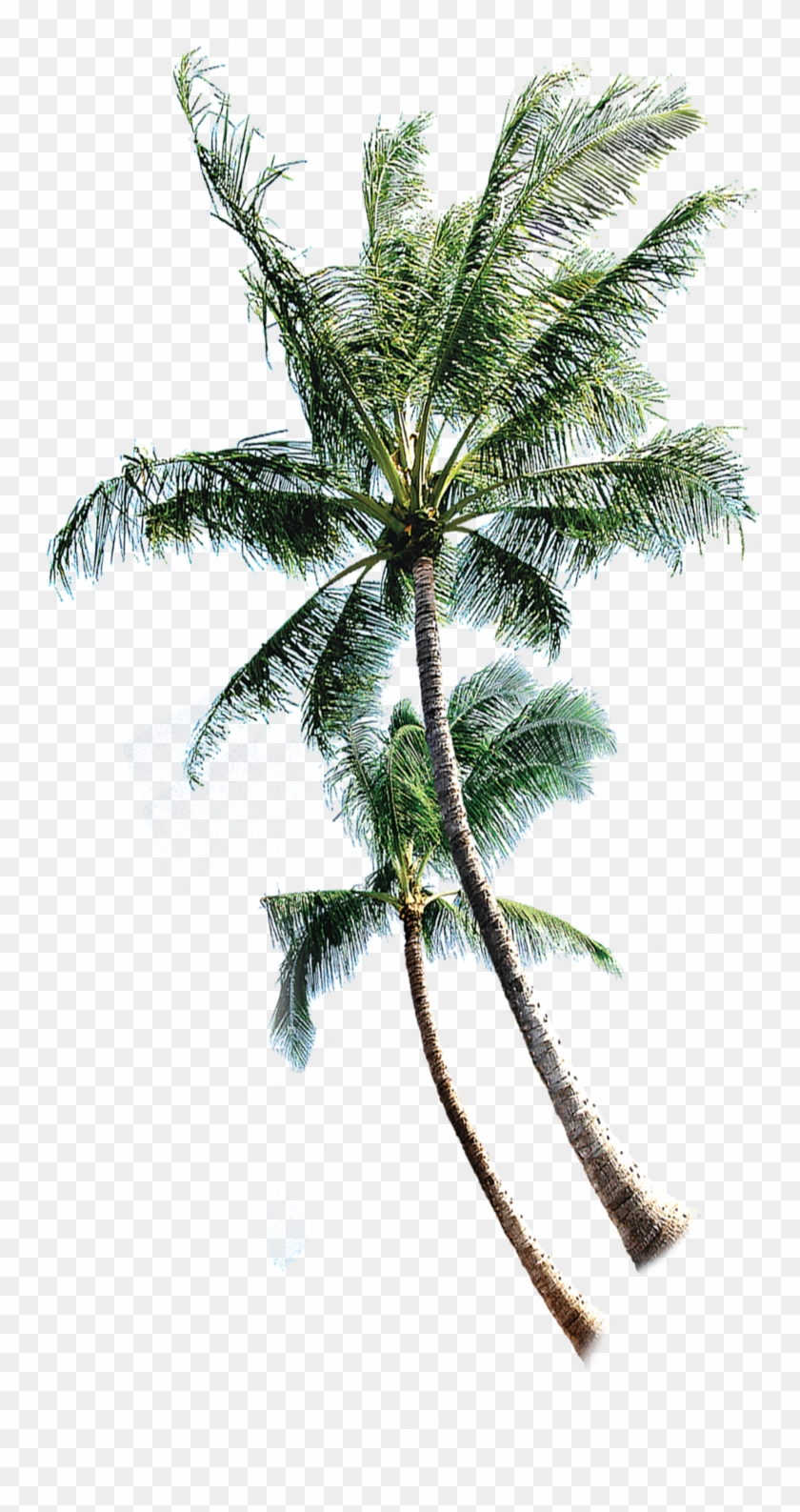 Coconut Tree Euclidean Vector - Rely2016 Random Color 1pcs Inflatable Fluorescent Swim #862607