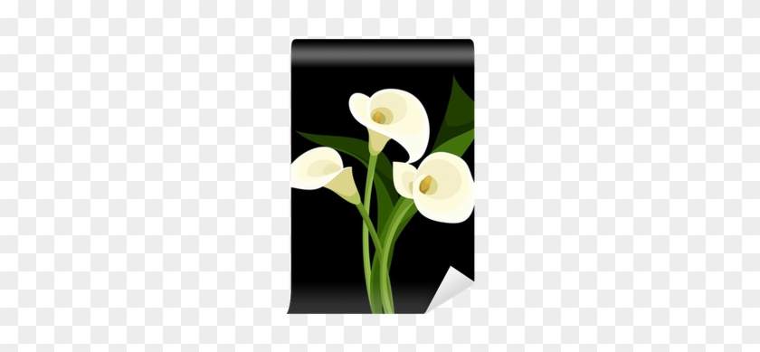 White Calla Lilies On Black - Cartuchos Flores Vector #862623