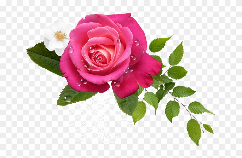 Rosas Rosa Png - Rosa Png #862635