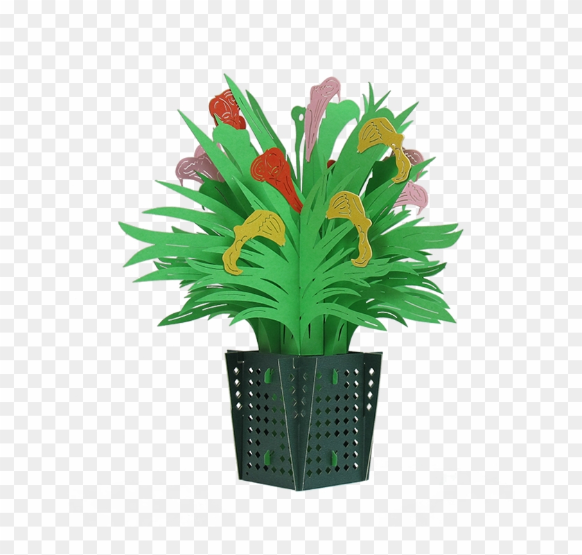 Calla Lily Basket - Houseplant #862642