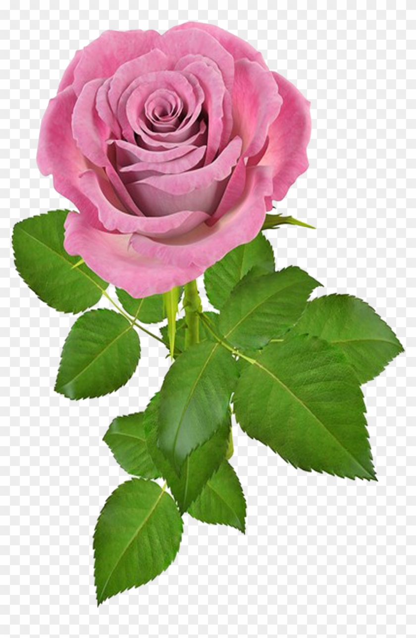 Buscar Con Google - Png Rosas #862647
