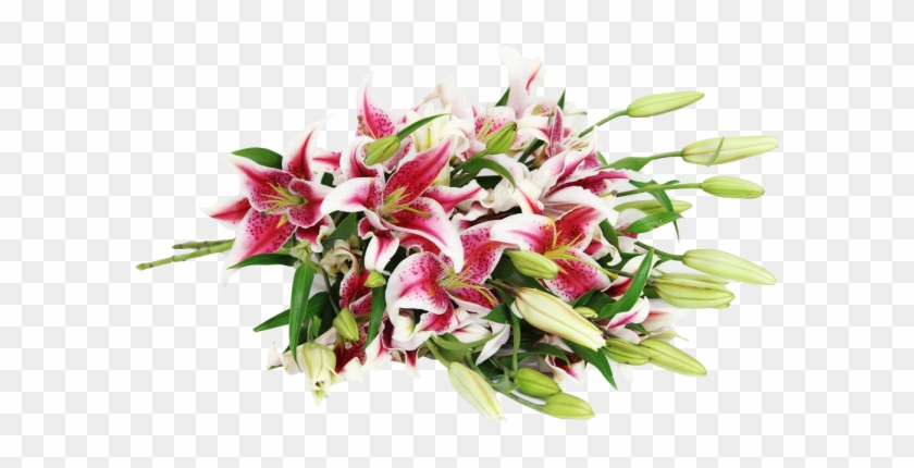 Stargazer Lily #862649