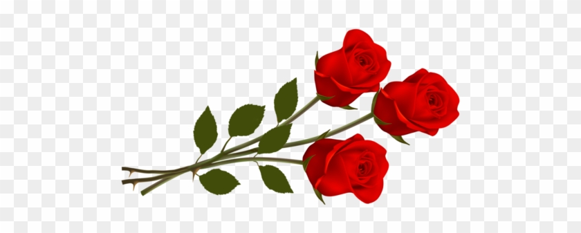 Red Roses - Rose Png Hd #862655
