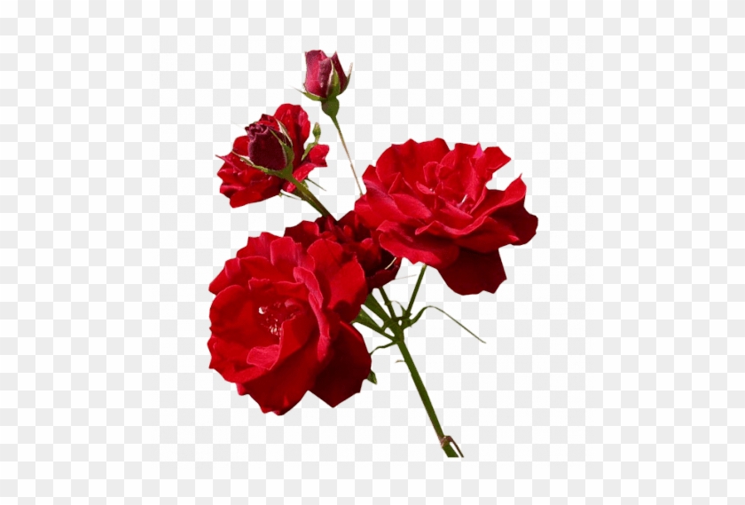 Flores Photoshop Png Imagui - Photography #862657
