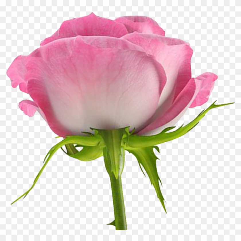 Flores Png Rosas - Flores Png #862659