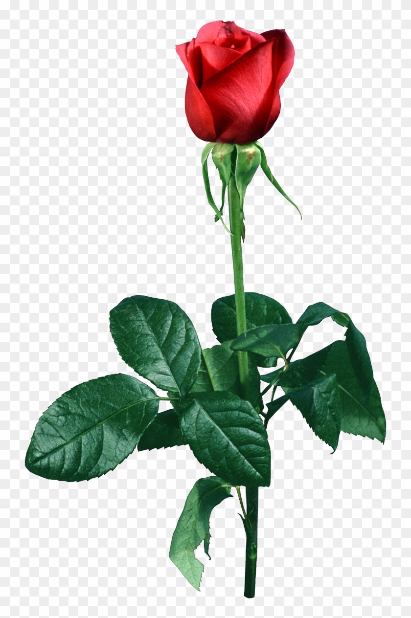 Rose 2 - Роза Свети #862670
