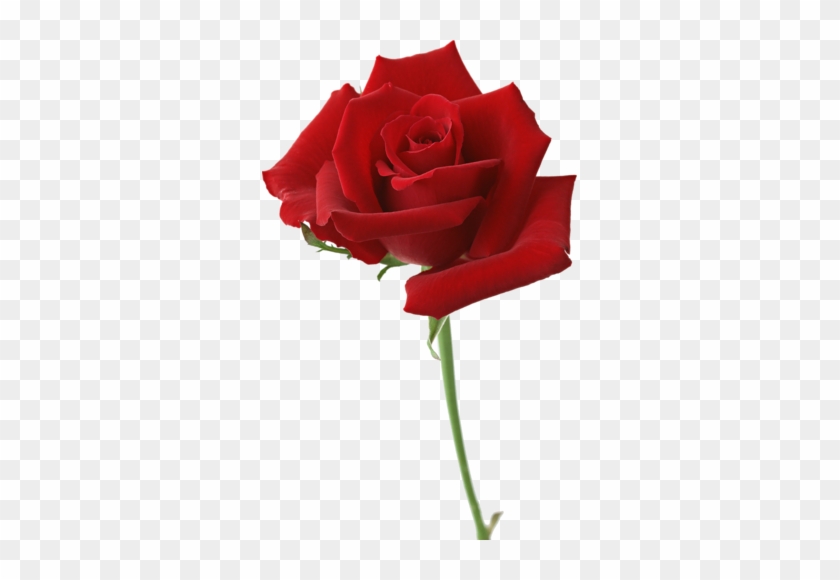 Rosas Png - Simple Red Rose #862728