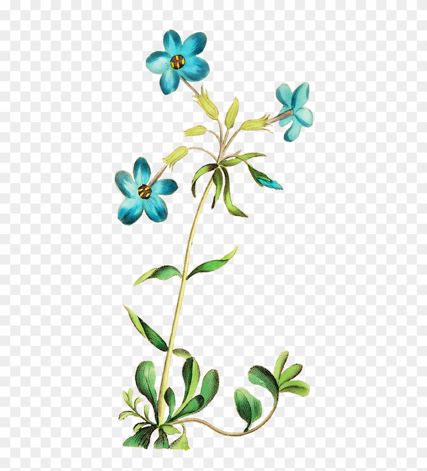 Beautiful Blue Flower - Transparent Wildflowrer #862833