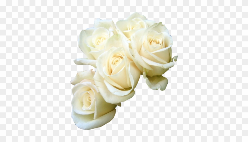 Psd White Rose - White Roses Psd #862996