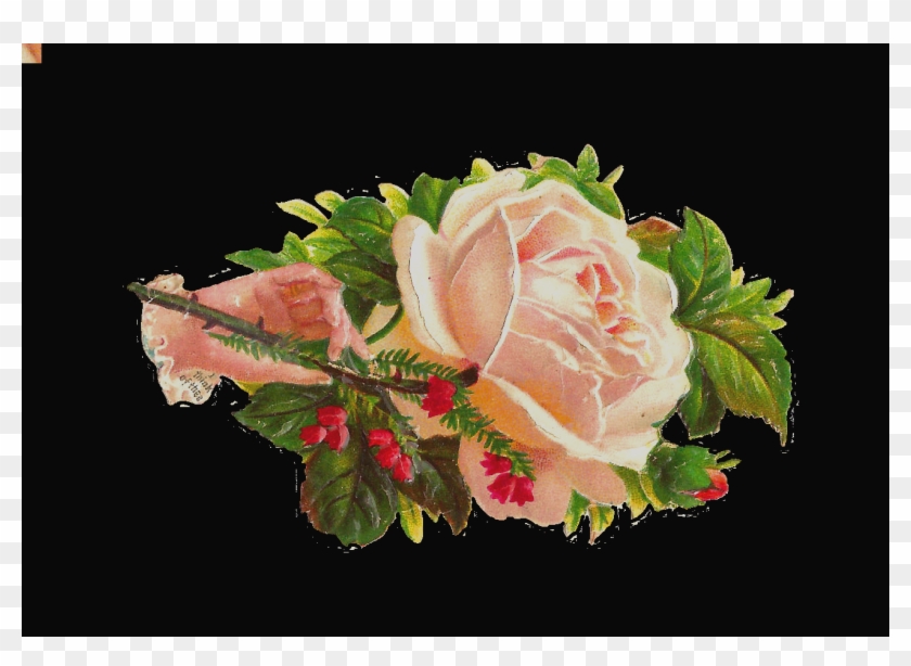 Clip Art Antique Images Free Flower Graphic White Rose - Garden Roses #863047