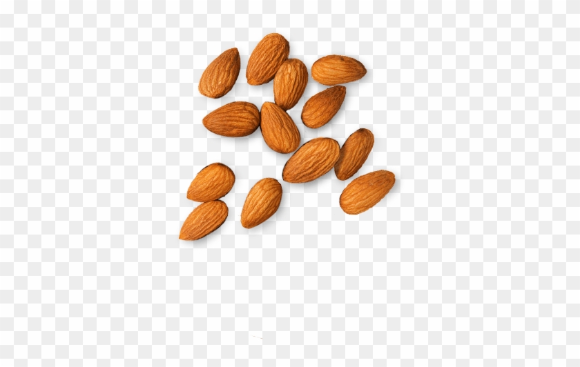 Almond Png Clipart - Almond Png #863238
