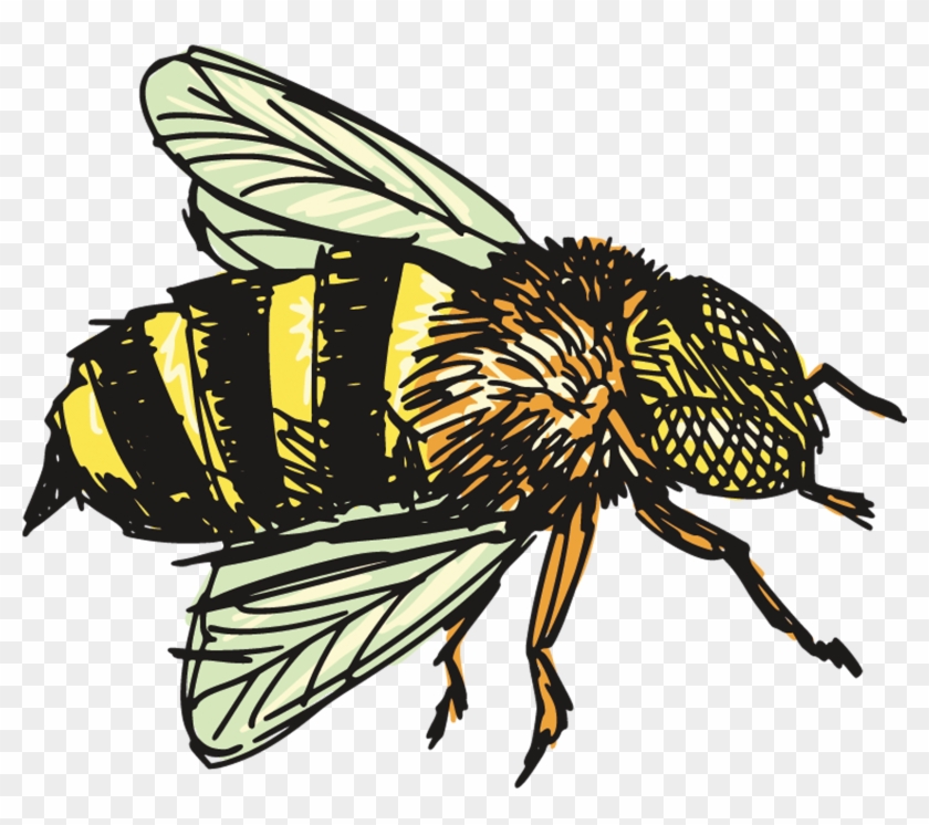 Insect Bee Drawing Clip Art - Bee Drawing Png #863504