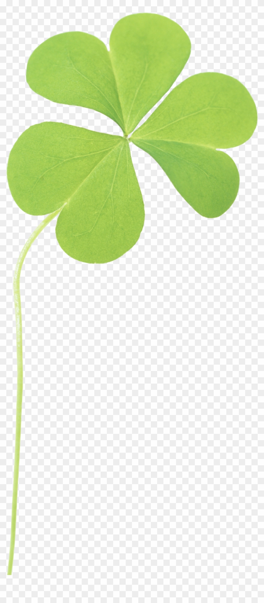 Clover Png Image - Clover #864235