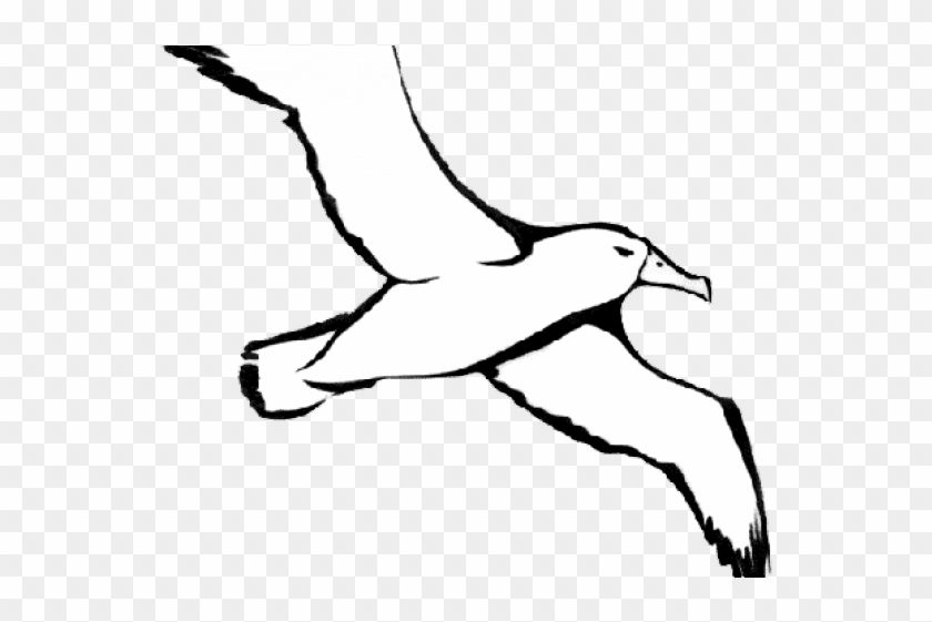 Albatross Clipart Black And White - Albatross Drawing #864263