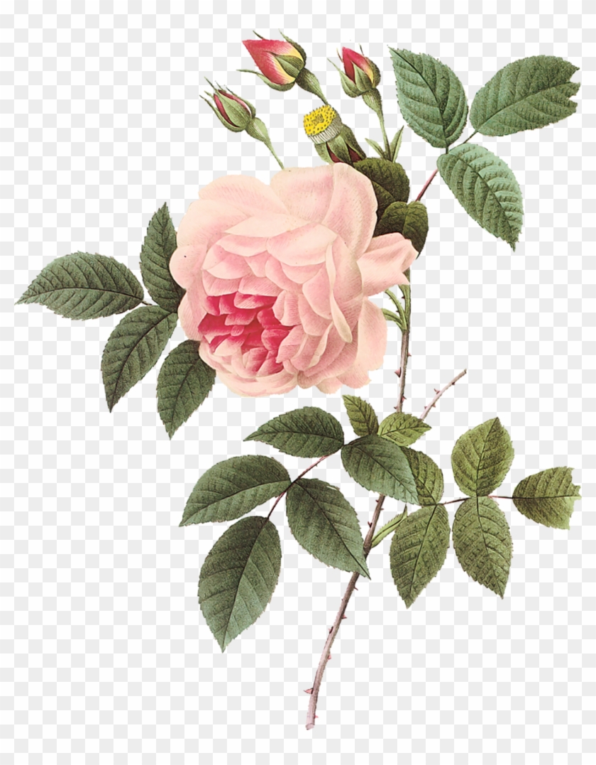Vintage Rose Botanical Illustration - Vintage Rose Botanical Illustration #864582