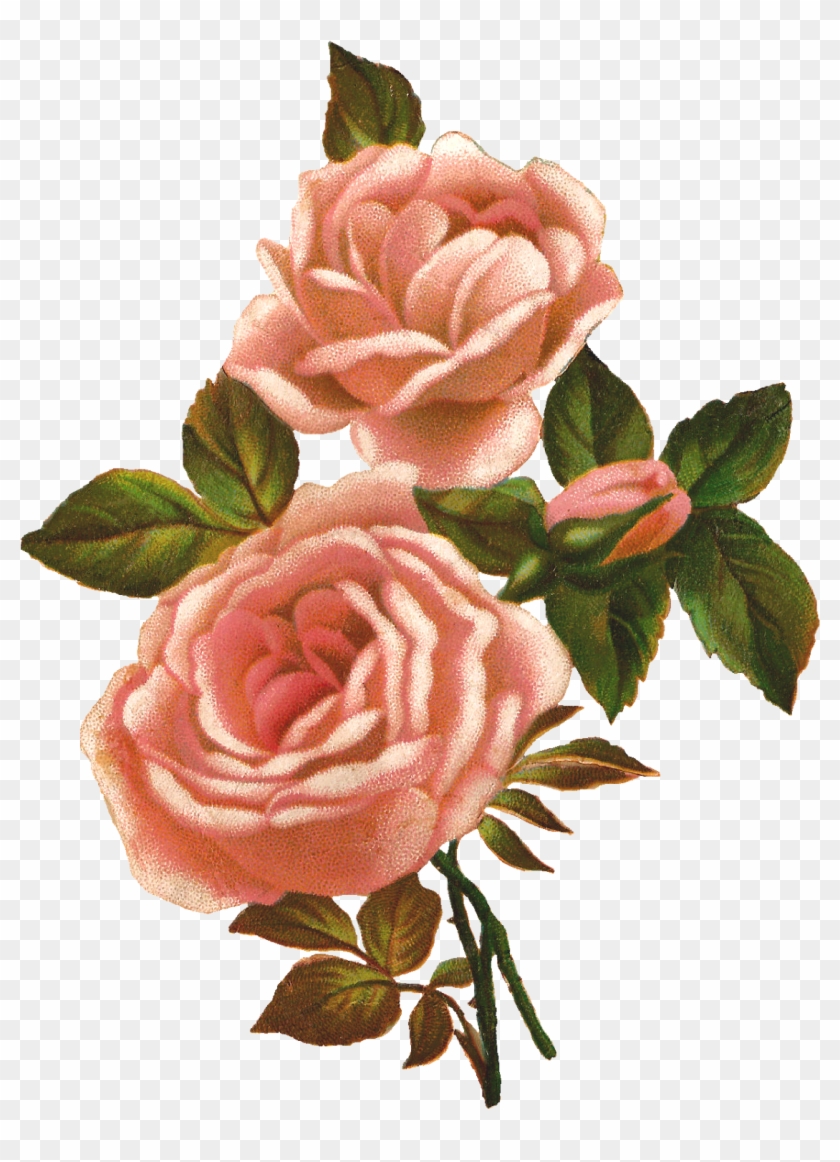 Rose Illustration - Photo - Vintage Roses Clip Art #864589