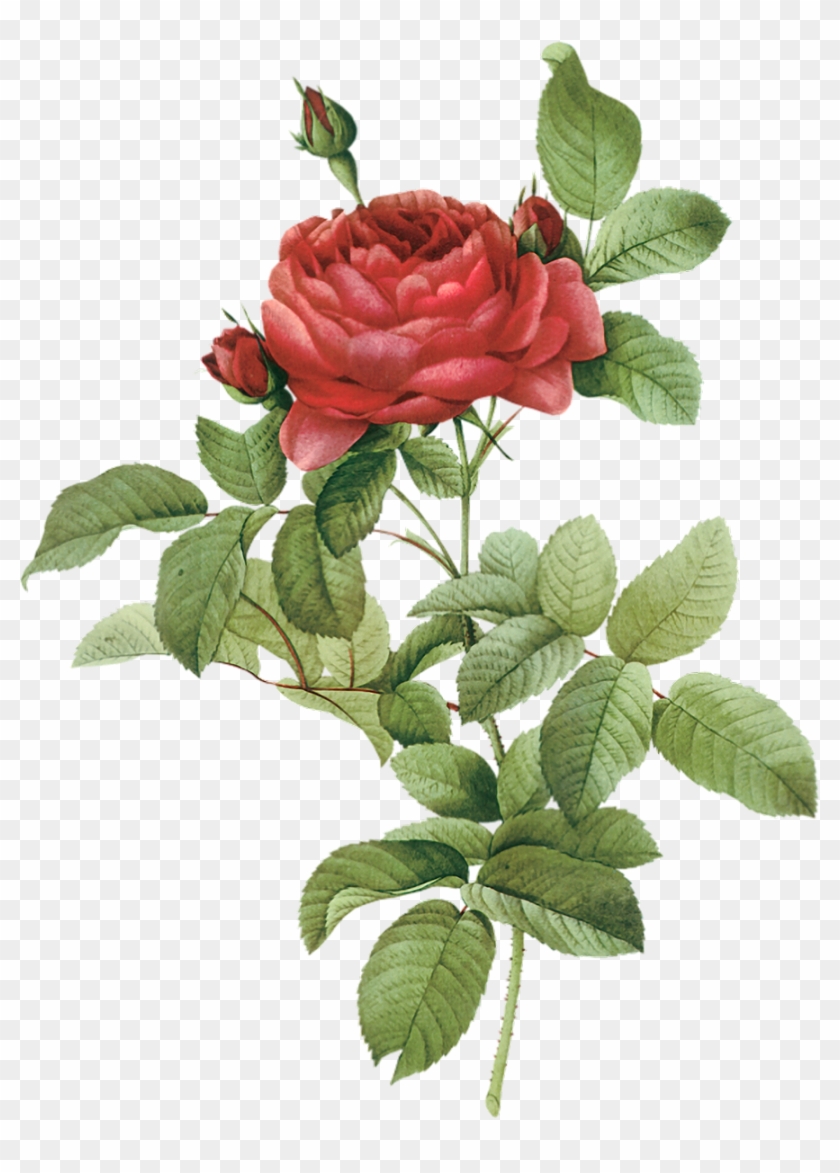 French Rose Botanical Illustration Botany Flower Drawing - French Rose Botanical Illustration Botany Flower Drawing #864621