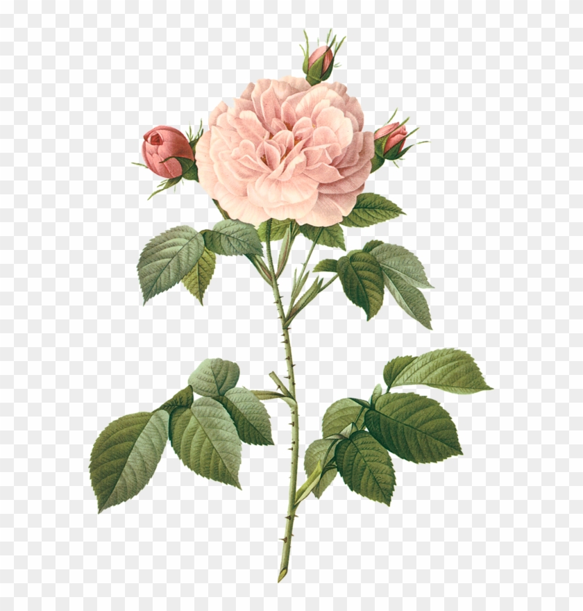 'vintage Illustration Of A Pale Pink Rose - Botanical Photos White Flowers #864629