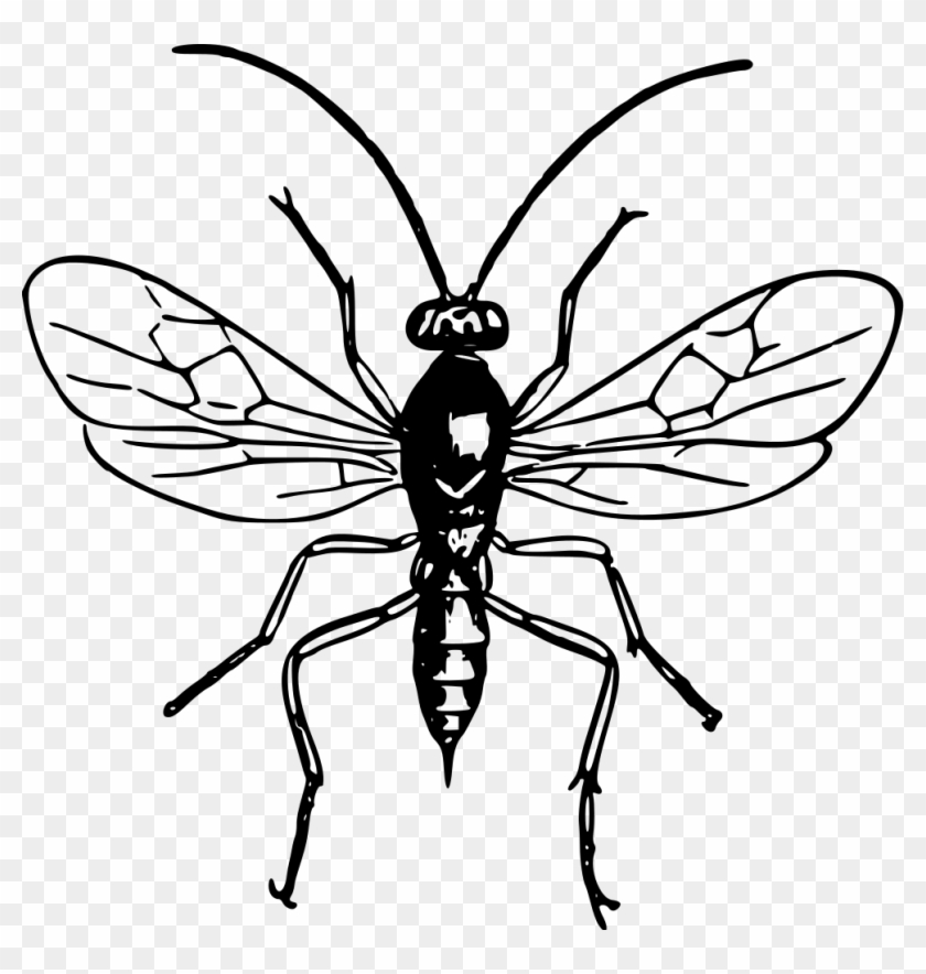 Wasp - Wasp Clipart Black And White #864655