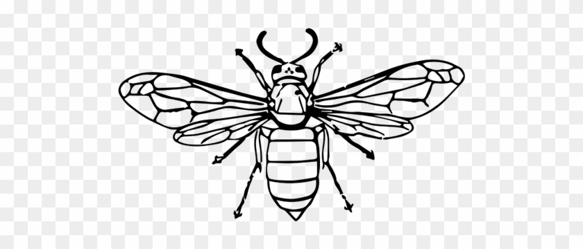 Wasp Illustration Public Domain Vectors - Wasp Clipart Black And White #864677