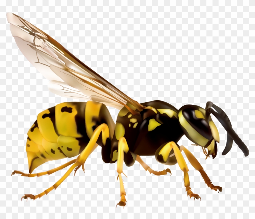 Japanese Giant Hornet European Hornet Vespa Simillima - Wasp Clipart #864690
