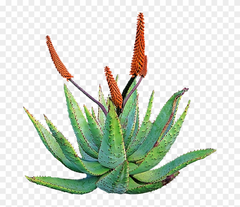 Aloe Vera #864863