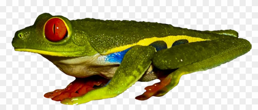 Red Eyed Tree Frog Clipart Transparent - Red-eyed Tree Frog #866117