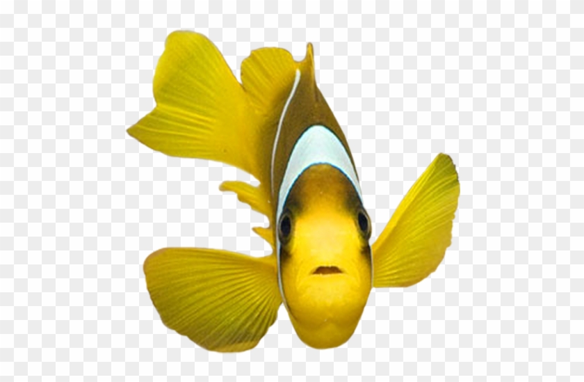 Front Face Fish Clipart - Fish Png Front #866526