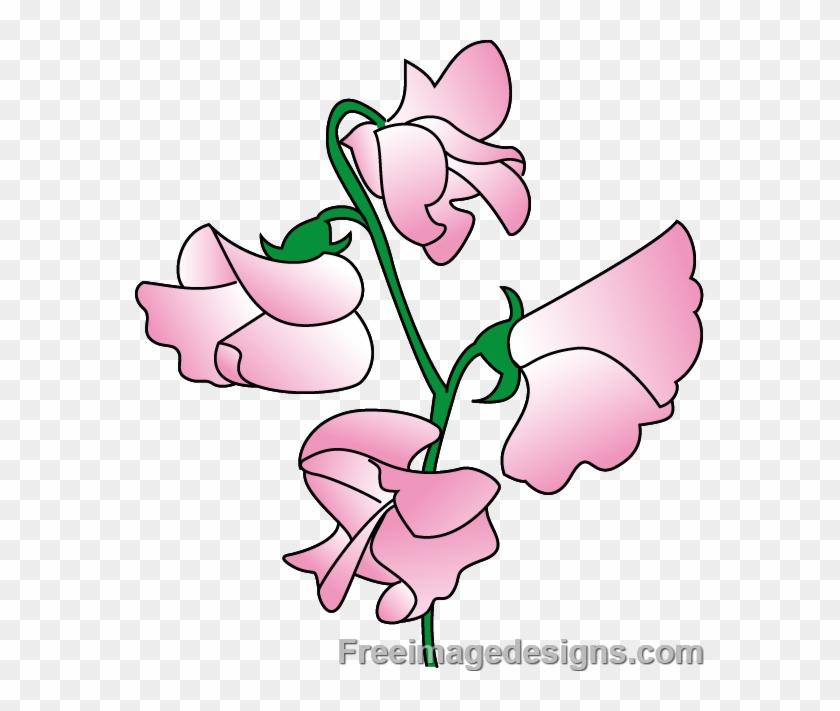 Sweetpea Flowers Image Design Download Free Image Tattoo - Sweet Pea Flower  Design - Free Transparent PNG Clipart Images Download
