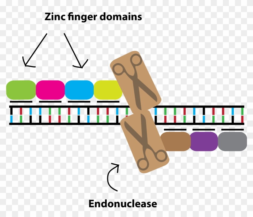 Remember That The Zinc Finger Domain Needs To Be Made - Graphic Design #867420