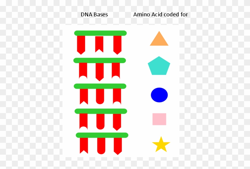 Biology Warm Up Translation Notes Finish Dna Structure - Caballo De Carrera Silueta #867428