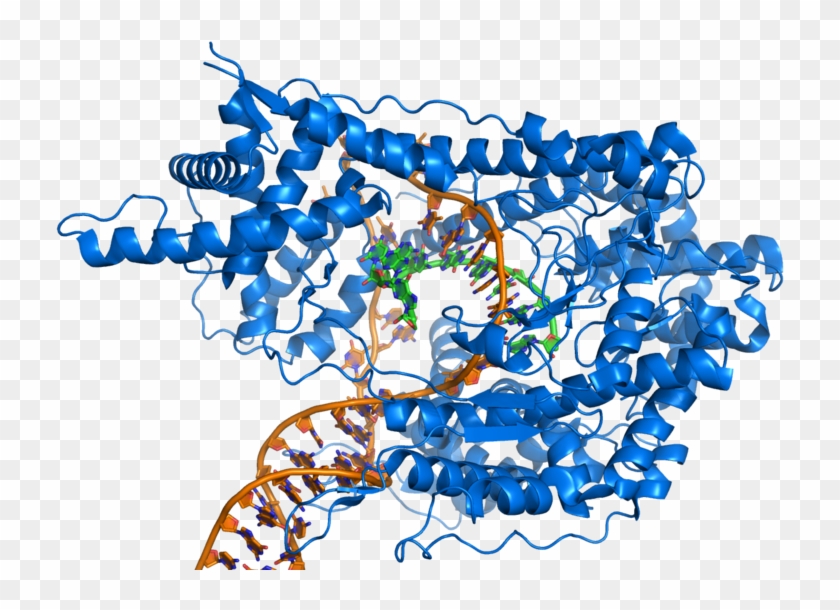 Rna Polymerase Producing Mrna From A Double-stranded - Rna Polymerase #867429