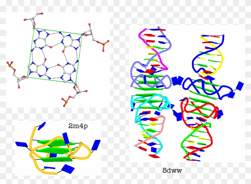 Representative G4 Structures - Representative G4 Structures #867436