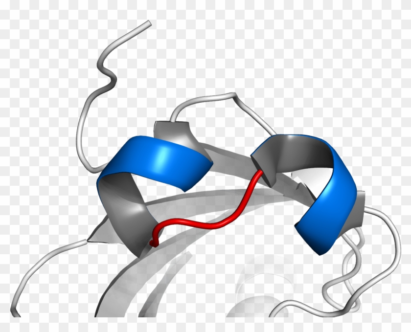 The Partner Used Determines Dna Binding Affinity And - Basic Helix-loop-helix #867439