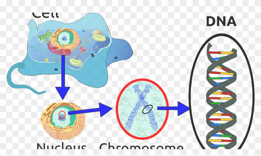 Dna In A Cell #867446