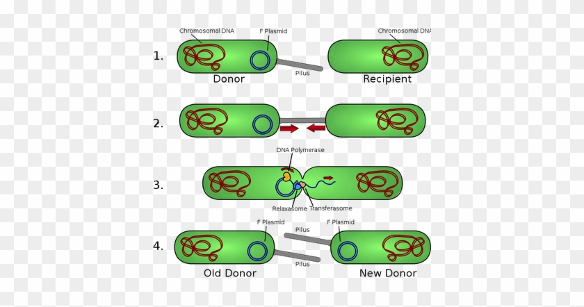 Bacterial Conjugation And Transfer Of F Plasmid - Bacterial Conjugation #867458