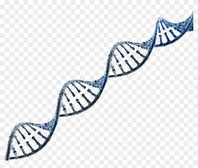 Dna Strand Transparent Background #867463