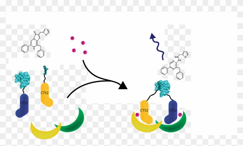 A Schematic Representation Of How Our Scaffold Protein - Graphic Design #867476