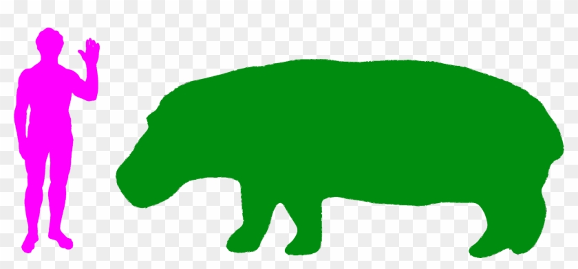 The Hippopotamus Is The Fifth Largest Land Animal - Giraffe Compared To Human #868127