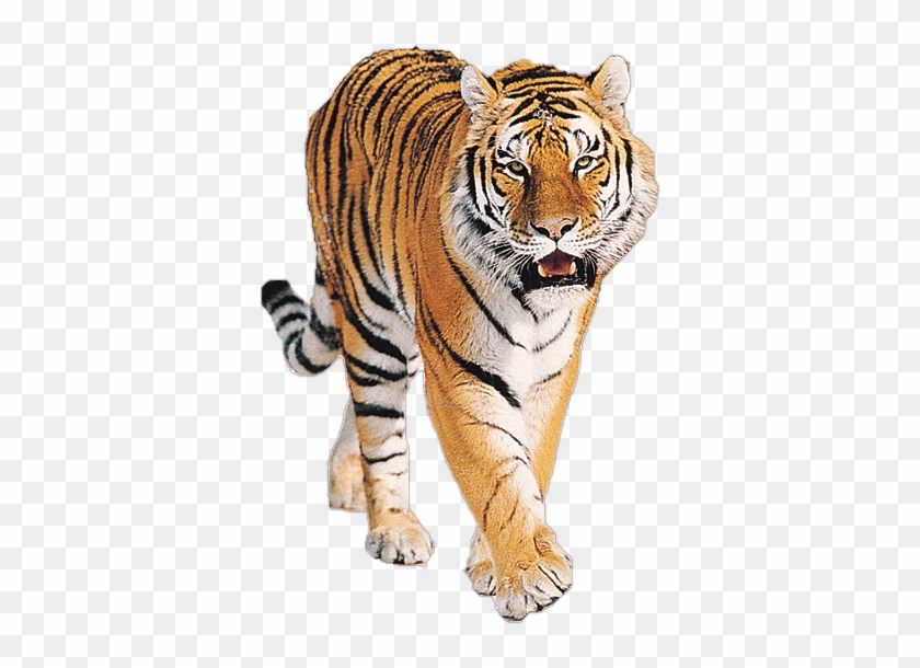 Pin Tiger Clipart Png - Tiger Png #868469