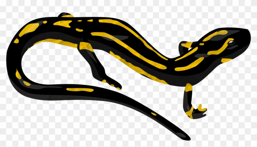 Salamander Png Transparent Image - Salamander Clipart Png #868663