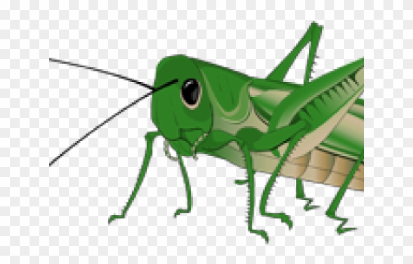 Grasshopper Clipart Transparent - Grasshopper #868701