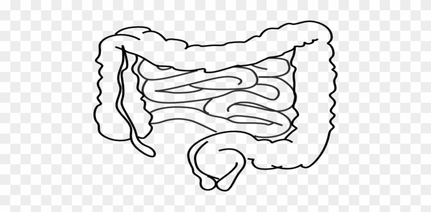 Cartoon Intestines Clip Art At Vector Online - Intestines Coloring #868804