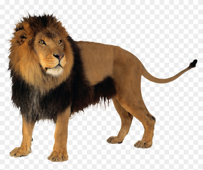 Lion Clipart Transparent Background - Babbar Sher Png #868935