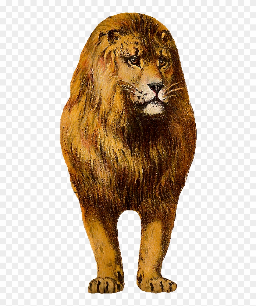 Free Digital Lion Clip Art Animal Graphic Front - Lion #868937