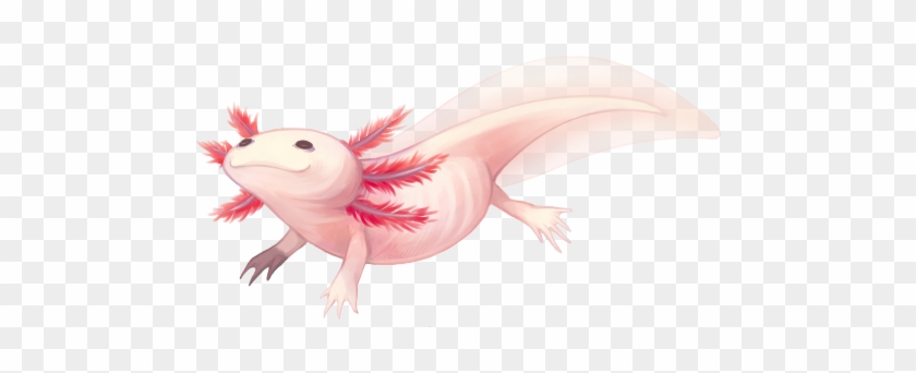 Axolotl Drawing - Axolotl Drawing #869659