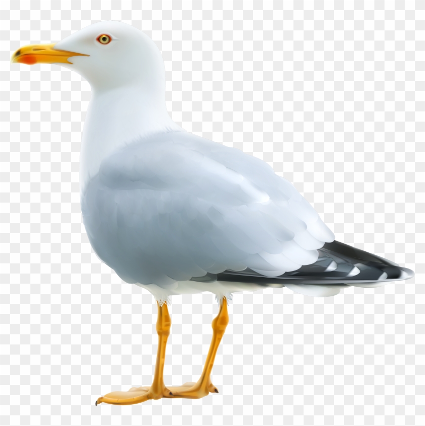 Seagull Png Clipart Image - Seagull Png #869858